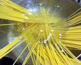 一から作るたらこスパゲッティ作り方1写真