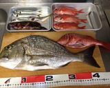【釣食】ヘダイのおすまし作り方1写真