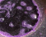 びん干し梅漬け&昔からの梅干し作り方作り方7写真