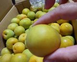 ＊梅干し・南高梅を昔ながらの漬け方で＊作り方1写真