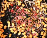 サッパリおつまみ☆梅・いりこ・大豆揚炒り作り方8写真