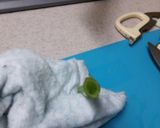 空芯菜の炒め物作り方1写真