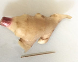 新生姜でおつまみ⌒☆4種のタレで作り方1写真