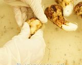 秋の味覚の王様◇基本の松茸の下処理①作り方4写真