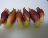 【保存食】みょうがの甘酢漬け作り方1写真
