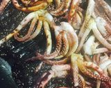 ♡簡単すぎイカ焼き♡節約ごはん♡照り焼き作り方2写真