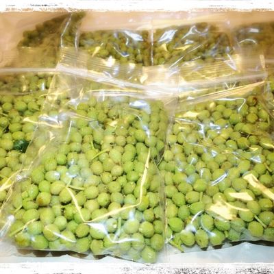 山椒の実　2キロクール便 Amazon | 朝倉さんしょ 実山椒 1kg 山椒の実 生 | JAたじま