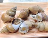 プロ直伝！美味しい！ツブ貝の処理と貝煮作り方1写真