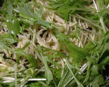 しらすと水菜のあっさり和風パスタ作り方5写真