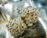 ハモ(鱧)の湯引き＆炙り作り方4写真