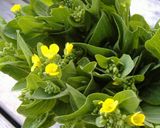 菜の花のおひたし作り方1写真