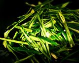 やみつきレシピ甘唐辛子の甘辛炒め煮作り方5写真