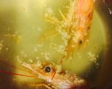 海老と冬瓜の香る餡〜すだちを添えて〜作り方12写真