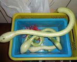 トロンボチーノズッキーニのお好み焼き作り方1写真