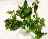 自家製ミントリキュール　※砂糖不使用※作り方1写真