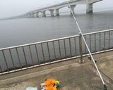 釣りたてキスの天ぷら(^^)作り方1写真