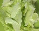 シャキ旨☆レタスと蟹かまのあんかけ炒飯。作り方3写真