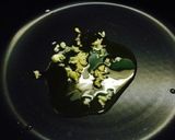 激ウマ☆ 青唐辛子のペペロンチーノ!作り方1写真