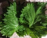 青しその塩漬け作り方1写真