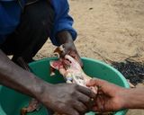 マクワ流チキン煮込みカレー風味作り方8写真