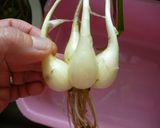 らっきょ漬け作り方1写真