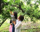 梅干し(試行錯誤中)作り方1写真