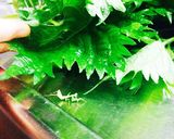 合法ハーブ『SHISO』〜しその醤油漬〜作り方1写真