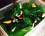 合法ハーブ『SHISO』〜しその醤油漬〜作り方6写真