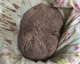 手作りのこしあん作り方14写真