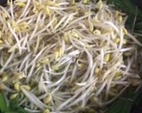 簡単！5分でできるもやしとニラのナムル作り方1写真