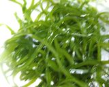 レンジで暑さ知らず★切昆布の煮物★作り方3写真