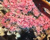 絶品!ナスとひき肉のスパゲティ作り方2写真