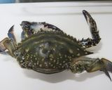 渡り蟹と海老のトマトクリームパスタ作り方1写真