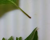 大葉の保存法＊あにちゃら流作り方5写真