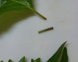 大葉の保存法＊あにちゃら流作り方6写真