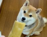 愛犬喜ぶ！うまみペーストのひんやりアイス作り方7写真