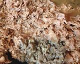 牛肉キムチ丼作り方1写真