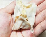 具だくさんﾌﾜﾌﾜ焼売♡作り方5写真