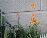 超簡単カンゾウの花の甘酢和え作り方1写真
