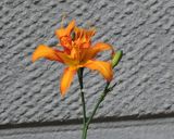 超簡単カンゾウの花の甘酢和え作り方2写真