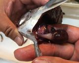 【珍味】宗田鰹の心臓の味醂干し作り方2写真