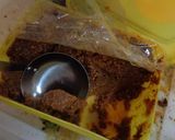 最速の細切り昆布のみそ汁作り方6写真