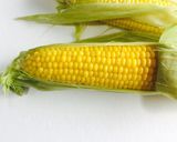 ストウブで茹でとうもろこし作り方5写真