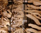 焼きキノコの黒酢醤油漬け作り方1写真