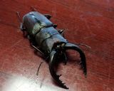 ＊揚げたて最高＊いんげんのごま衣天ぷら＊作り方6写真