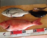 【釣食】オジサンの天ぷら作り方1写真