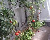 トマトのおひたし作り方1写真