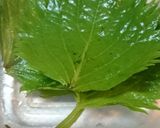 大葉の保存法＊あにちゃら流作り方14写真