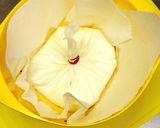 ココナツオイル♡濃厚フローズンヨーグルト作り方4写真