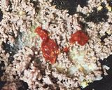 麻婆もやし作り方2写真